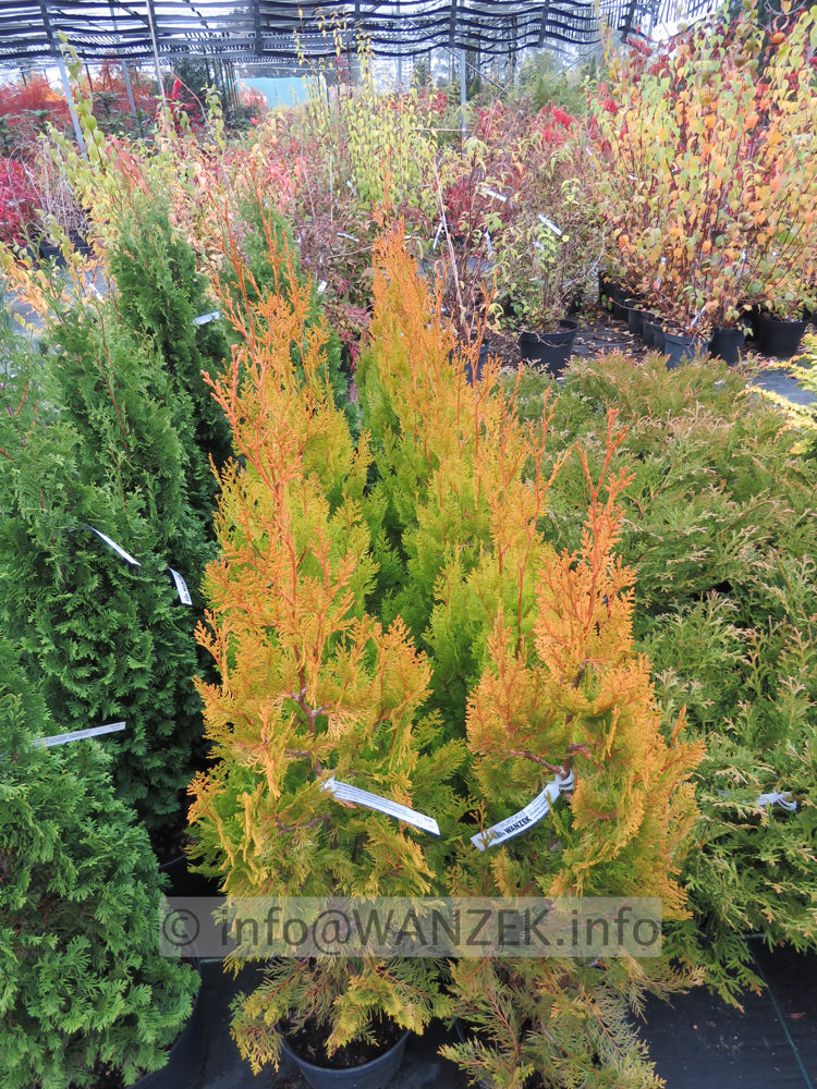 Platycladus orientalis Pyramidalis Aurea - Herbst.JPG